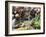 Municipal Market at Assomada, Santiago, Cape Verde Islands, Africa-R H Productions-Framed Photographic Print