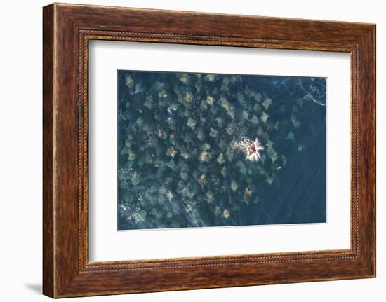 Munk's pygmy devil ray large school, Baja California, Mexico-Mark Carwardine-Framed Photographic Print