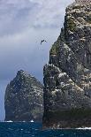 Northern Gannet (Morus Bassanus) Colonies on Stac Lee and Stac an Armin, St. Kilda, Hebrides, UK-Muñoz-Framed Photographic Print