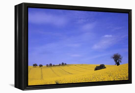 Munstermaifeld - Germany-Hartmut Junker-Framed Premier Image Canvas