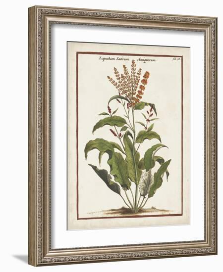 Munting Botanicals I-Abraham Munting-Framed Art Print