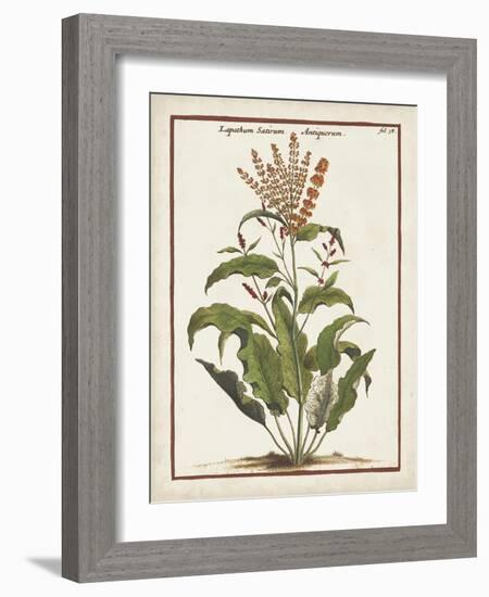 Munting Botanicals I-Abraham Munting-Framed Art Print