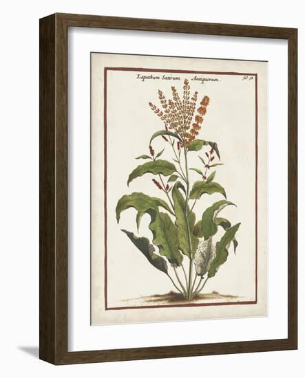 Munting Botanicals I-Abraham Munting-Framed Art Print