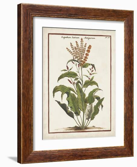 Munting Botanicals I-Abraham Munting-Framed Art Print