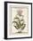 Munting Botanicals I-Abraham Munting-Framed Art Print