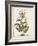 Munting Botanicals I-Abraham Munting-Framed Art Print