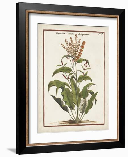 Munting Botanicals I-Abraham Munting-Framed Art Print