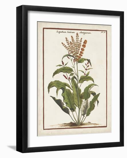 Munting Botanicals I-Abraham Munting-Framed Art Print