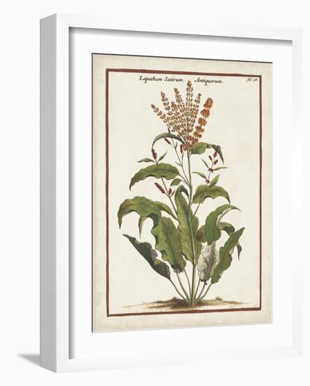 Munting Botanicals I-Abraham Munting-Framed Art Print