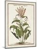 Munting Botanicals I-Abraham Munting-Mounted Art Print