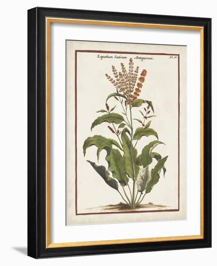 Munting Botanicals I-Abraham Munting-Framed Art Print