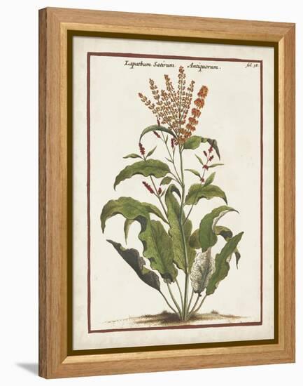 Munting Botanicals I-Abraham Munting-Framed Stretched Canvas