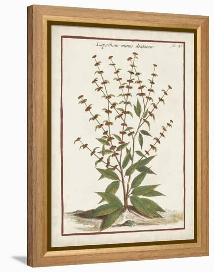 Munting Botanicals III-Abraham Munting-Framed Stretched Canvas