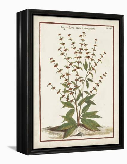 Munting Botanicals III-Abraham Munting-Framed Stretched Canvas