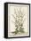 Munting Botanicals III-Abraham Munting-Framed Stretched Canvas