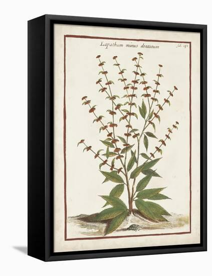 Munting Botanicals III-Abraham Munting-Framed Stretched Canvas