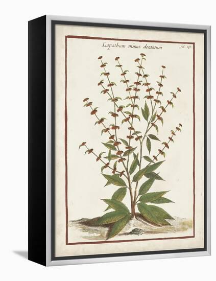 Munting Botanicals III-Abraham Munting-Framed Stretched Canvas