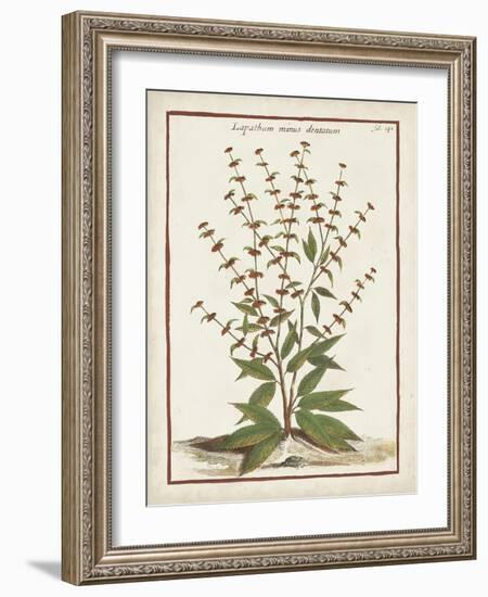 Munting Botanicals III-Abraham Munting-Framed Art Print