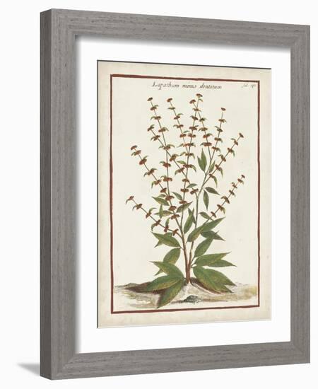 Munting Botanicals III-Abraham Munting-Framed Art Print