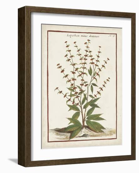 Munting Botanicals III-Abraham Munting-Framed Art Print