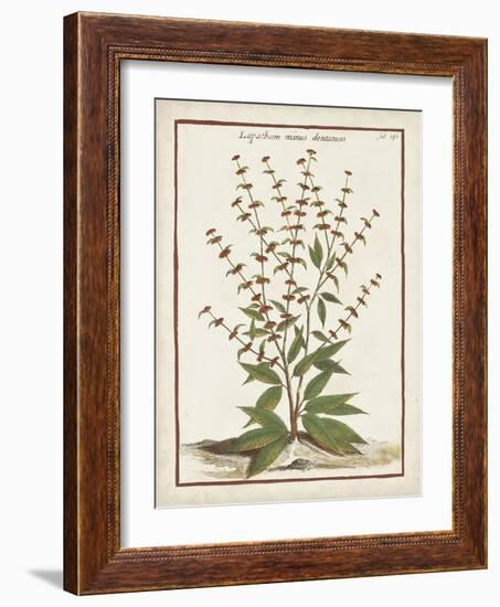 Munting Botanicals III-Abraham Munting-Framed Art Print