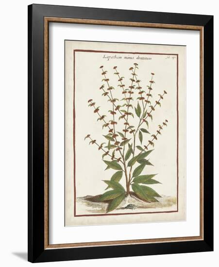 Munting Botanicals III-Abraham Munting-Framed Art Print