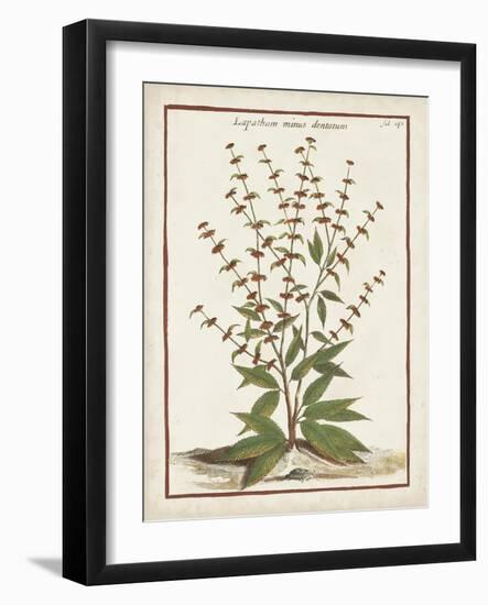 Munting Botanicals III-Abraham Munting-Framed Art Print
