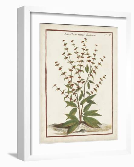 Munting Botanicals III-Abraham Munting-Framed Art Print