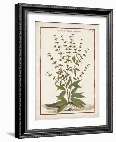 Munting Botanicals III-Abraham Munting-Framed Art Print