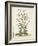 Munting Botanicals III-Abraham Munting-Framed Art Print