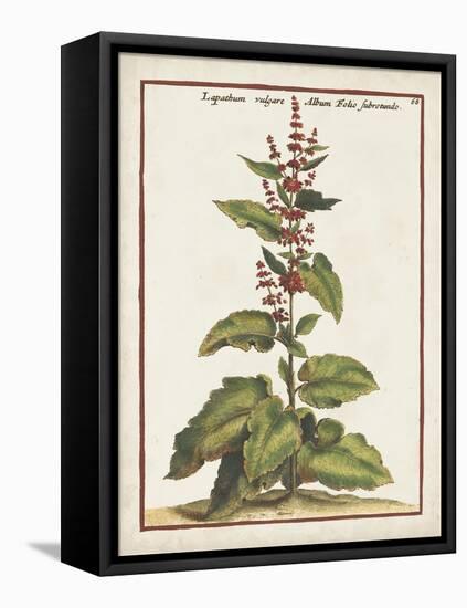 Munting Botanicals IV-Abraham Munting-Framed Stretched Canvas