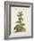 Munting Botanicals IV-Abraham Munting-Framed Art Print