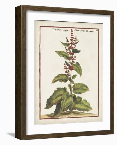 Munting Botanicals IV-Abraham Munting-Framed Art Print