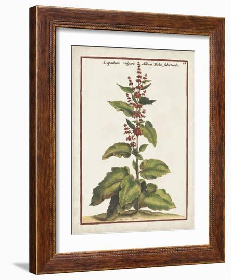 Munting Botanicals IV-Abraham Munting-Framed Art Print