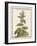 Munting Botanicals IV-Abraham Munting-Framed Art Print