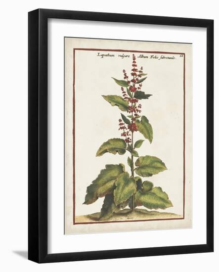 Munting Botanicals IV-Abraham Munting-Framed Art Print