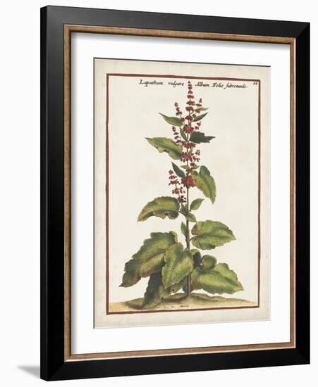 Munting Botanicals IV-Abraham Munting-Framed Art Print