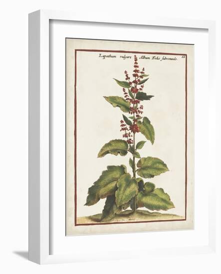 Munting Botanicals IV-Abraham Munting-Framed Art Print