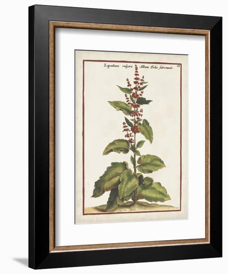 Munting Botanicals IV-Abraham Munting-Framed Premium Giclee Print