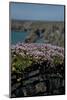 Mural with Wild Flowers in Cornwall, England-Andrea Haase-Mounted Photographic Print