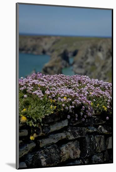 Mural with Wild Flowers in Cornwall, England-Andrea Haase-Mounted Photographic Print