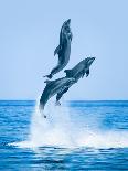 Group of Dolphins Jumping on the Water - Beautiful Seascape and Blue Sky-muratart-Photographic Print