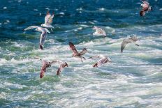 Group of Dolphins Jumping on the Water - Beautiful Seascape and Blue Sky-muratart-Photographic Print