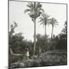 Murcia (Spain),Date Pickers at the Huerta of the Capuchins, Circa 1885-1890-Leon, Levy et Fils-Mounted Photographic Print