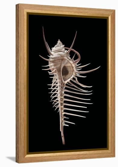 Murex Pecten (Peigne De V?nus)-Paul Starosta-Framed Premier Image Canvas