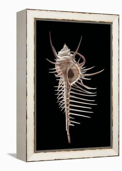 Murex Pecten (Peigne De V?nus)-Paul Starosta-Framed Premier Image Canvas