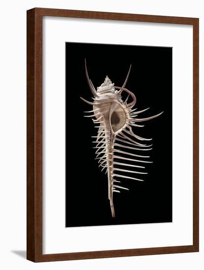 Murex Pecten (Peigne De V?nus)-Paul Starosta-Framed Photographic Print