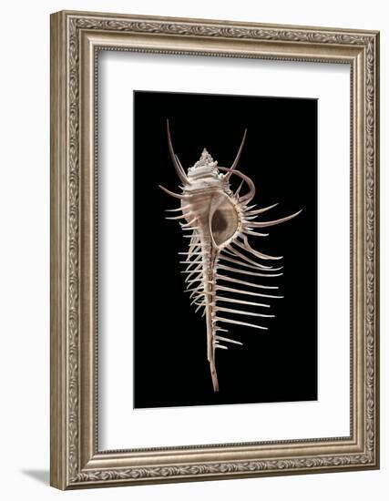 Murex Pecten (Peigne De V?nus)-Paul Starosta-Framed Photographic Print