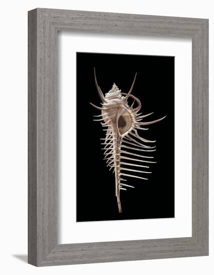 Murex Pecten (Peigne De V?nus)-Paul Starosta-Framed Photographic Print