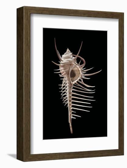 Murex Pecten (Peigne De V?nus)-Paul Starosta-Framed Photographic Print